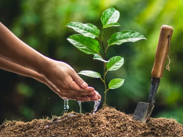 विपी स्मृति दिवसको अवसरमा गोरखाको आरुघाट र धादिङको त्रिपुरासुन्दरी गाउँपालिकाले वृक्षरोपण गर्ने